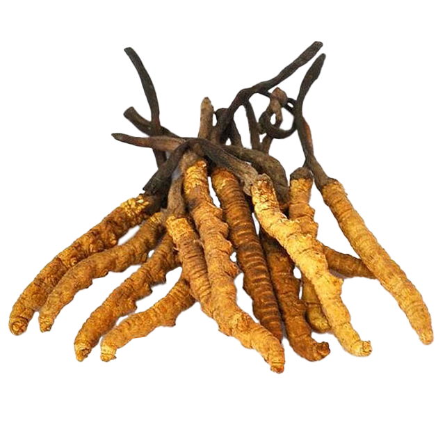 1-Cordyceps Sinensis.png